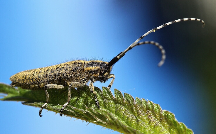 tesařík úzkoštítý