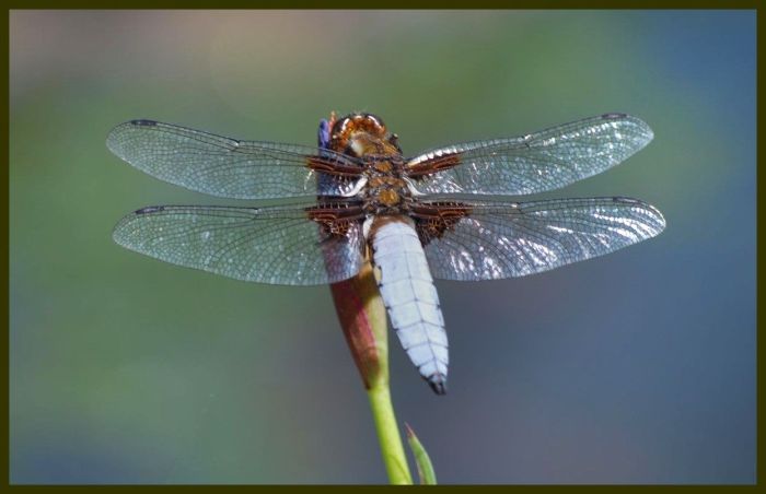 .:Dragon fly:.