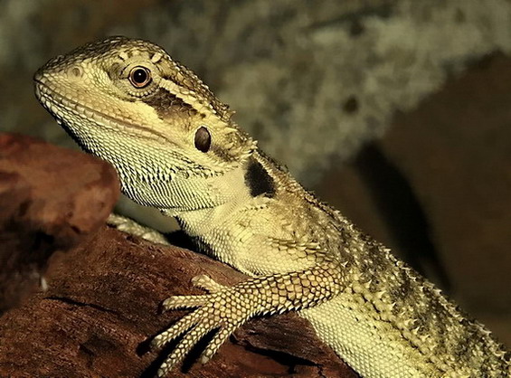 Agama vousatá