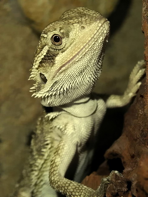 Agama vousatá II.