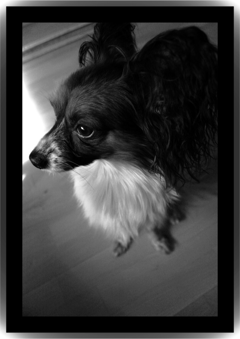 Papillon