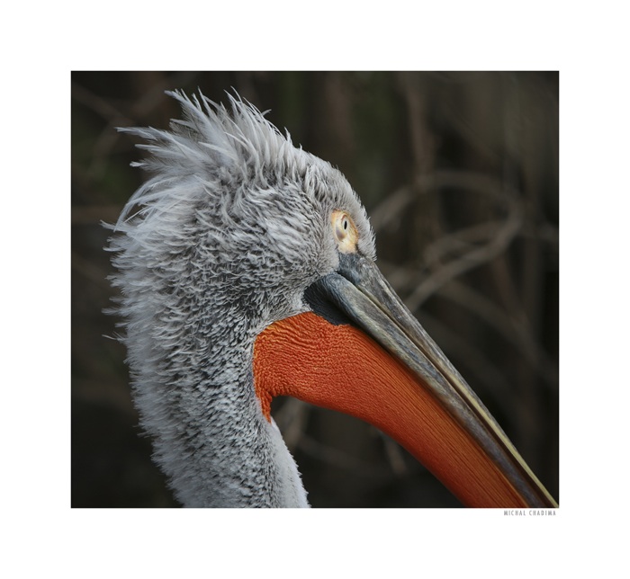 peli