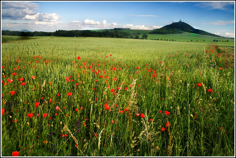 Vlčí máky pod Házmburkem