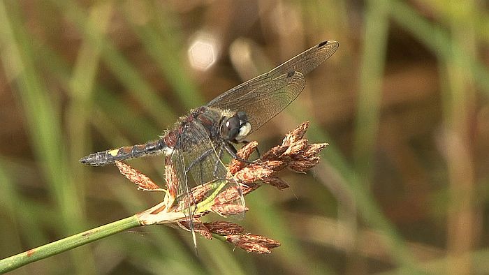 Vážka jasnoskvrnná-Leucorrhinia pectoralis.