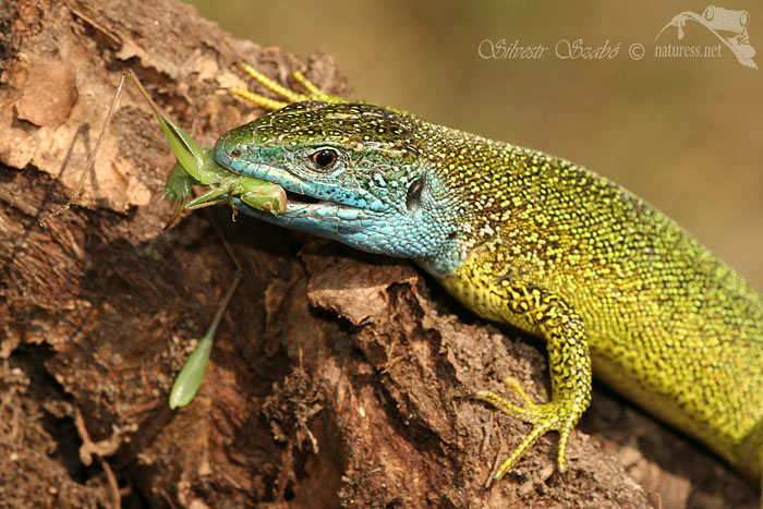 Ještěrka zelená (Lacerta viridis)
