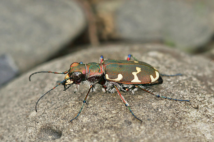Svižník lesní (Cicindela sylvatica)