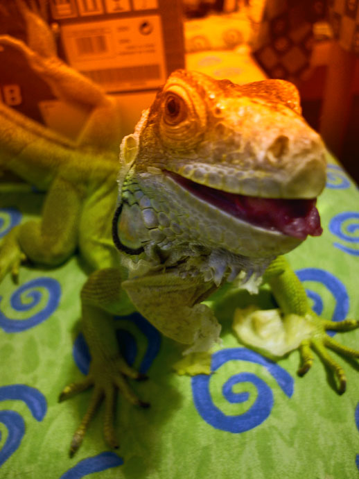 Bohuna