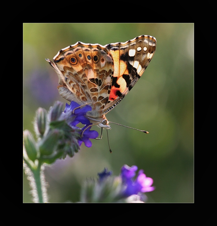 Babočka bodliaková (Vanessa cardui L) X