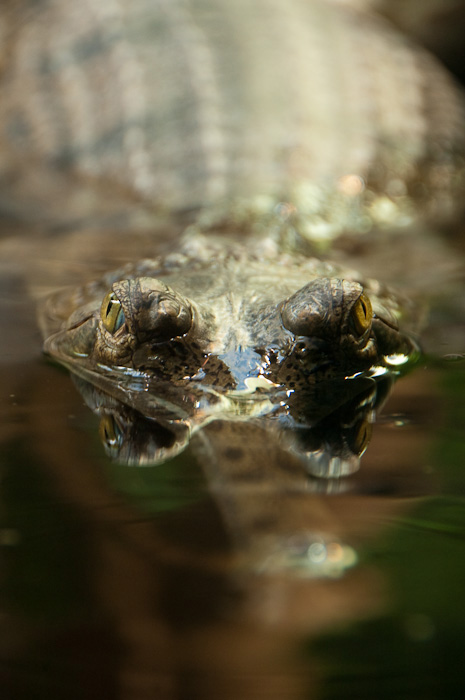 Krokodýl II.