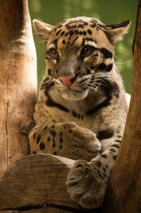 Levhart Obláčkový II.