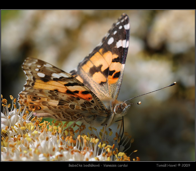 babočka bodláková