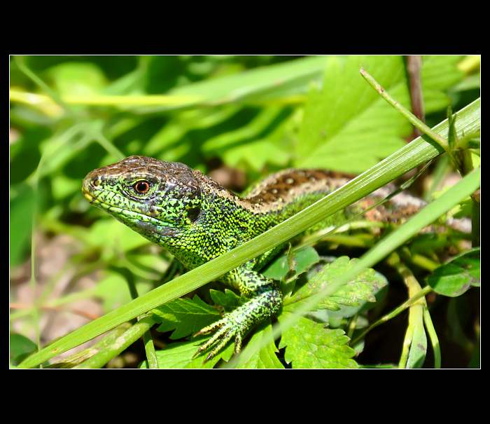 ...Ještěrka obecná (Lacerta agilis)...