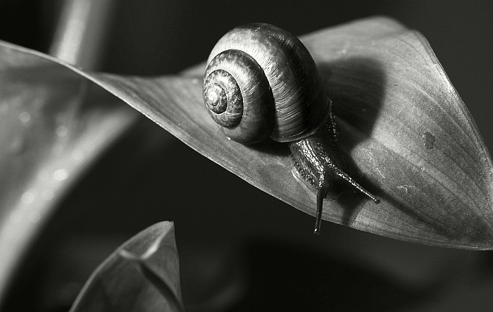 Mek Slajmek na vychádzke