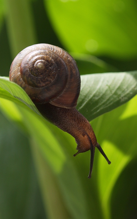 Mek Slajmek pred zoskokom