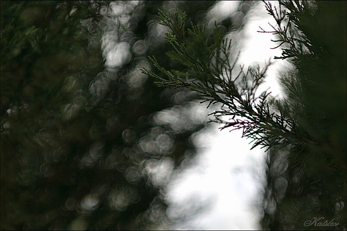 prírodné peniažky