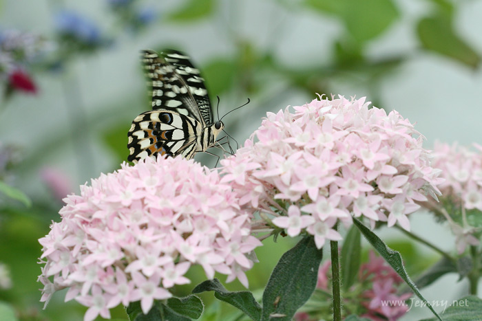 Sosackama sosame ...