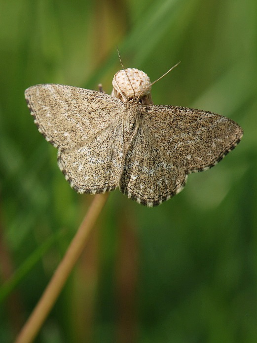 vlnopásník kostkovaný