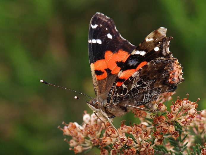 babočka, ale ne admirál