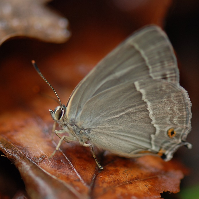 ostruháček dubový