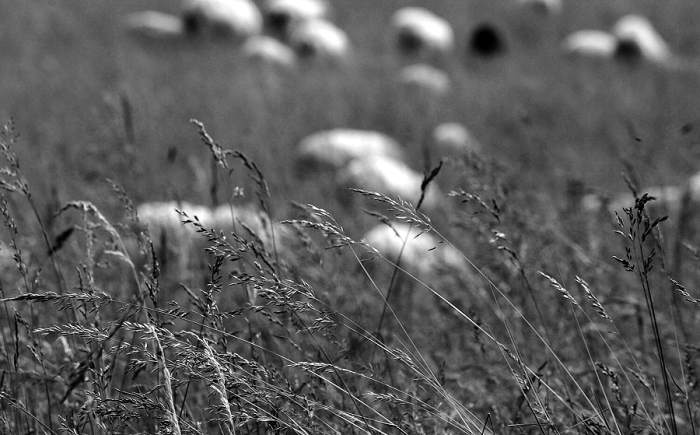 Očima pasáčka ovcí...