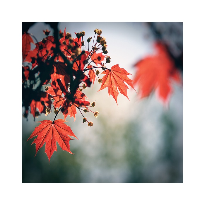 *** Zahrady ticha ***