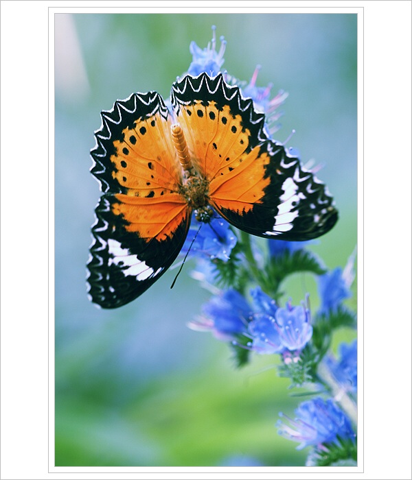 *** Krása motýlích křídel ***