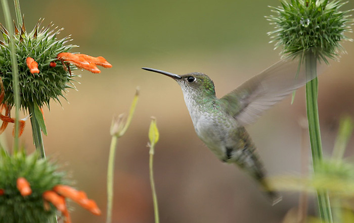 ..: colibrí :..