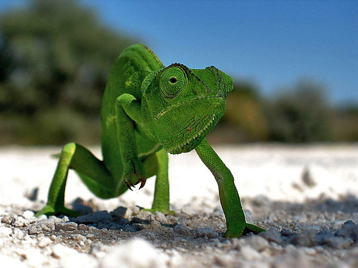 ..: small dragon :..
