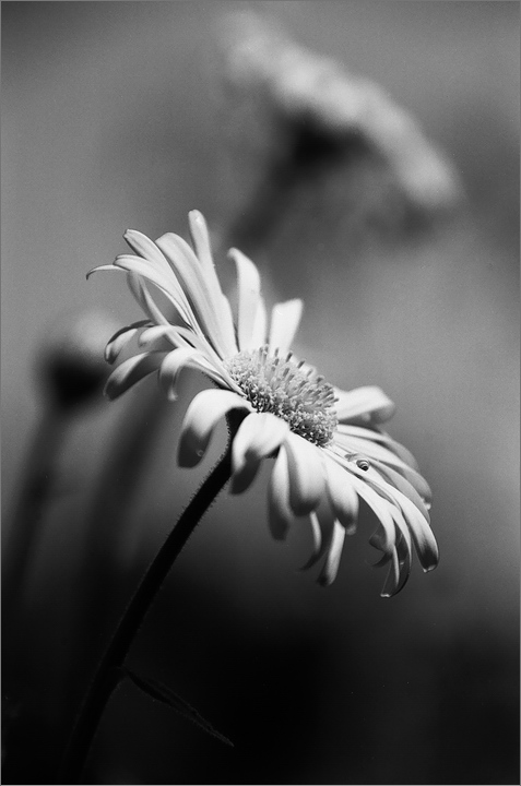 Výhledy z mraveniště