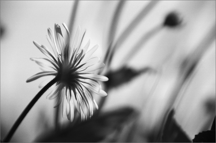 Výhledy z mraveniště