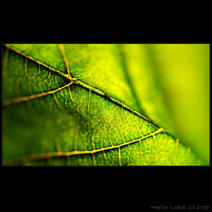 green leaf