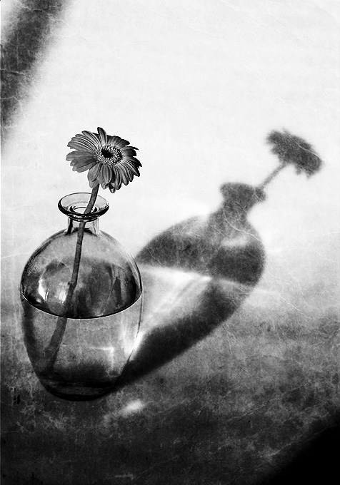 Gerbera