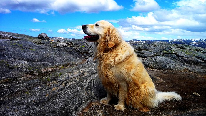 Dog over Fjord