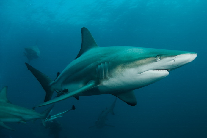 Carcharhinus limbatus