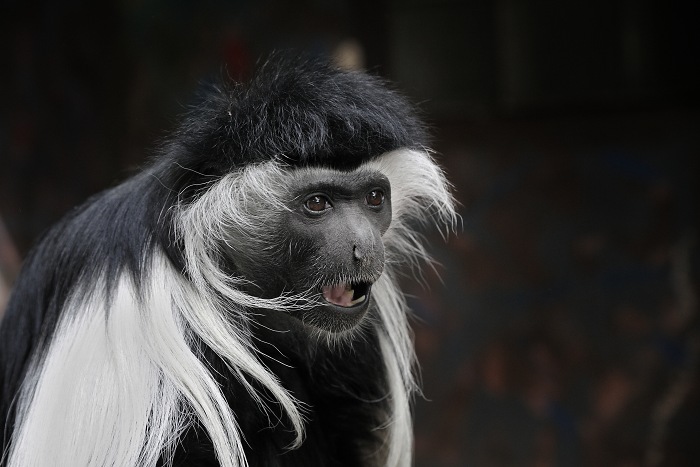 zoo