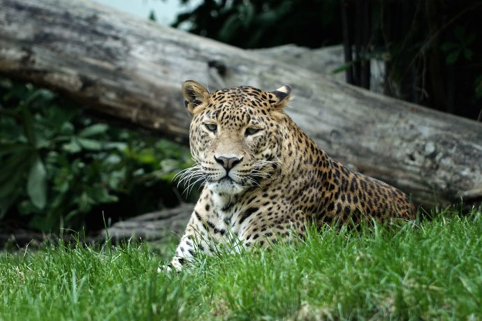 zoo 3