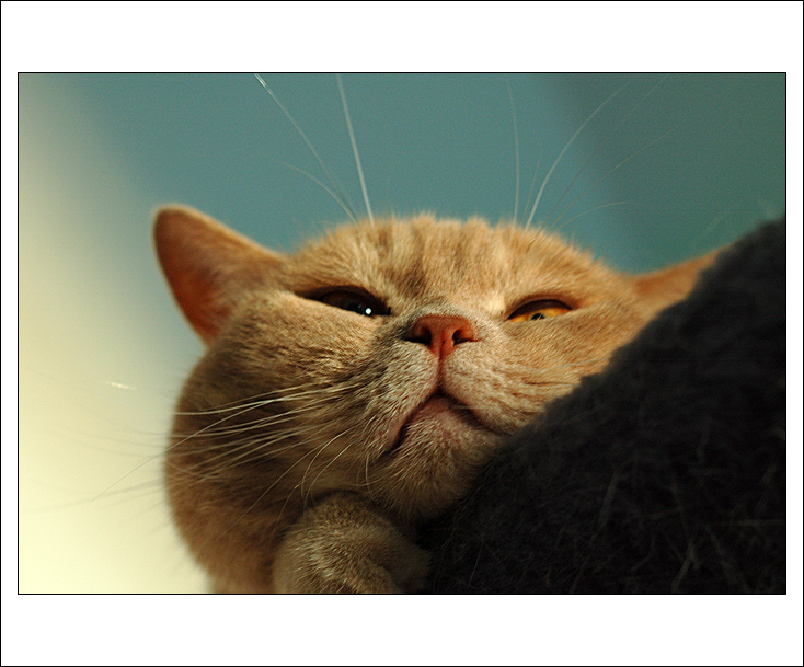 Siesta