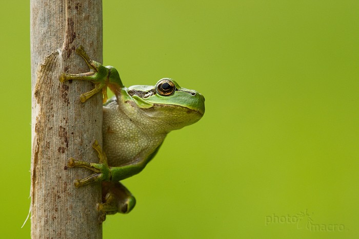Hyla