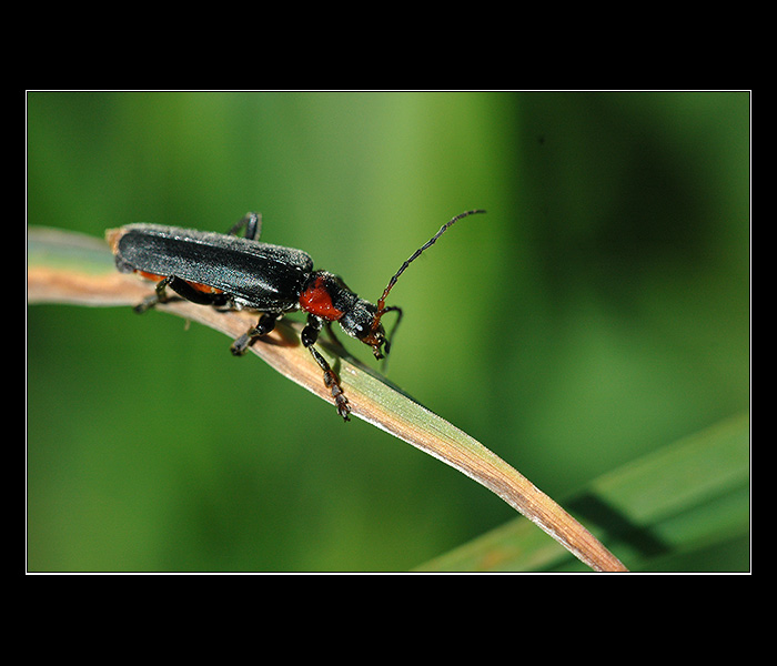 = Na šikmé ploše =