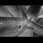 .: BOTANICKÁ  III. - chřtán hvězdy :.