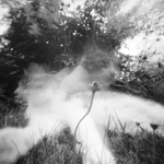 (sedmi)krásky a zvíře