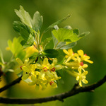 "Sedím si na konári..."