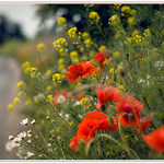 PŮVAB NESEKANÉHO PANGEJTU