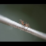 Sit,antivirus a pirat...