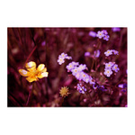 Na kouzelné louce...