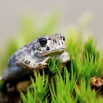 Ropucha krátkonohá
