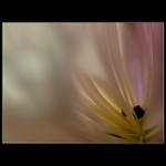 Něžná tajemství..