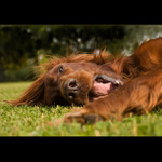 Slyším dole krtky... mají mejdan