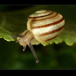  perleťák suchozemský