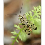 Řebříčková pohodička